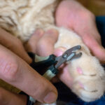 Wholesale pet nail clipper